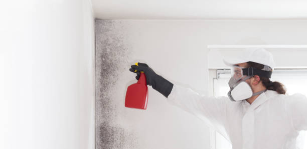 Best Mold Damage Repair  in USA